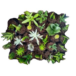 Paquete de cactus y suculentas